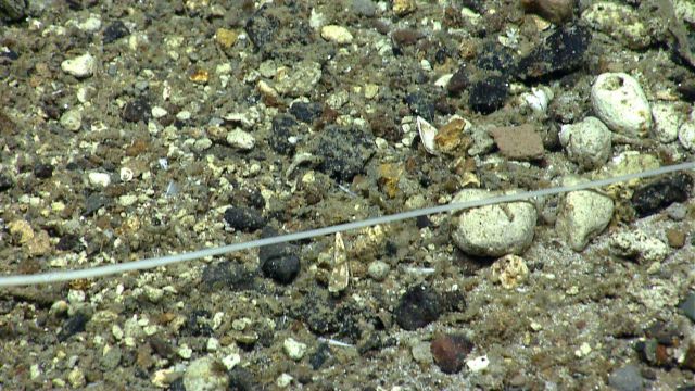 Monofilament line? crossing over a pebble and cobble covered area of the seafloor Picture