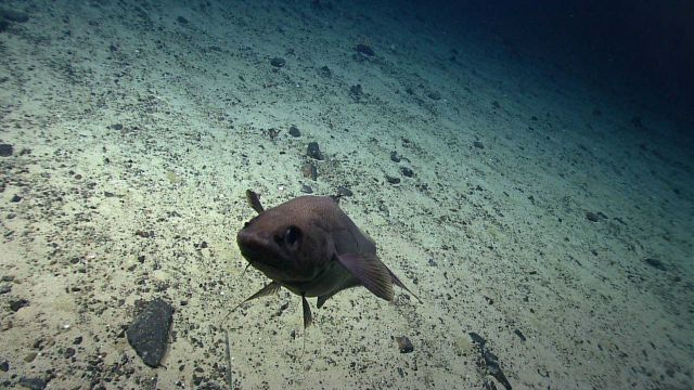 Curious fish inspecting ROV over a white sediment covered area of Mytilus Seamount. Picture