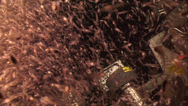 Krill swarming Picture