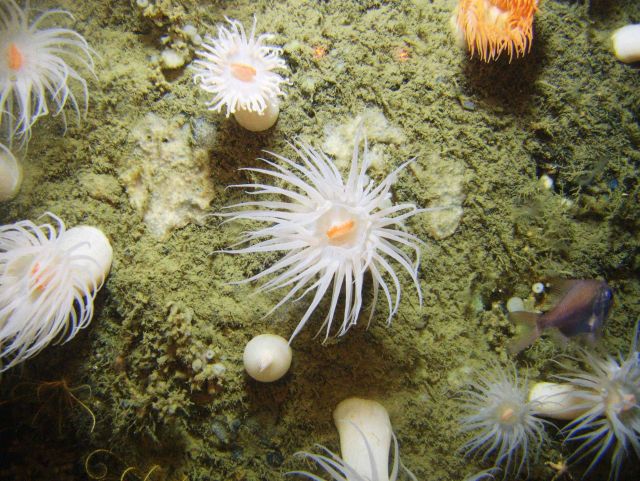 Looking down on large white anemones with orange mouths, an orange roughy, an orange anemone, a white stalked sponge, and a white encrusting sponge. Picture