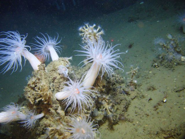 Large white anemones with orange mouths and cream-colored zoanthids. Picture