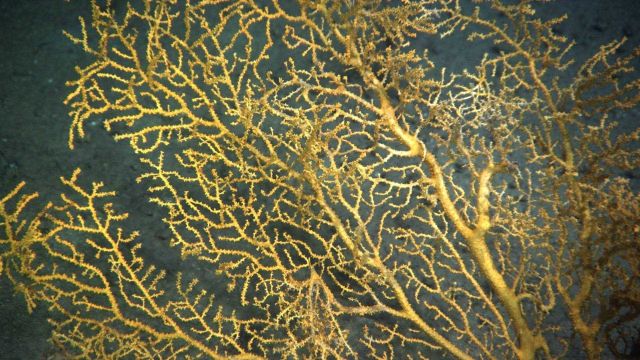 Deep sea coral Picture