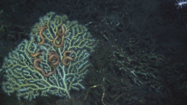 Deep sea coral Picture