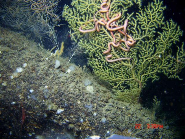Deep sea coral Picture