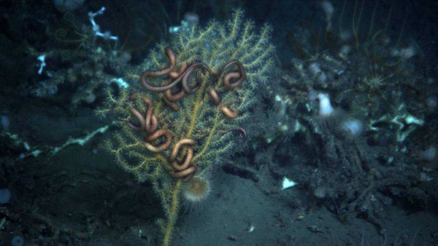 Deep sea coral Picture