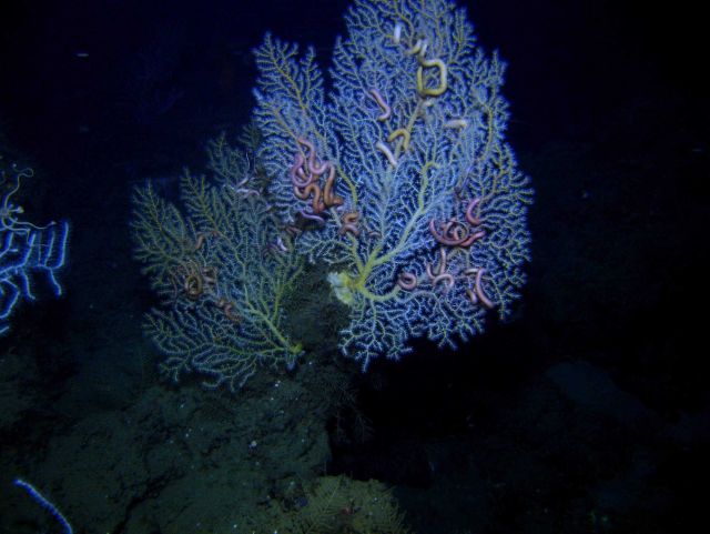 Deep sea coral Picture