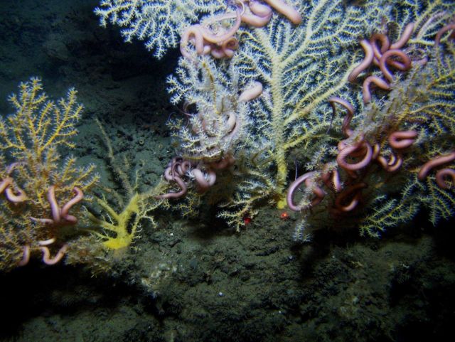 Deep sea coral. Picture