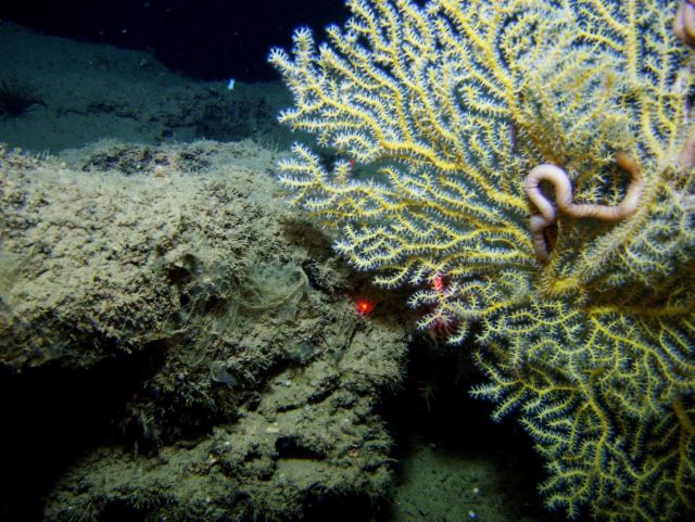 Deep sea coral. Picture