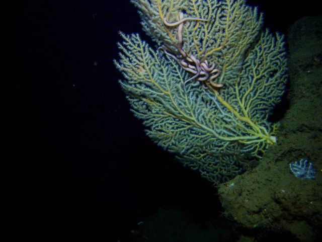 Deep sea coral. Picture