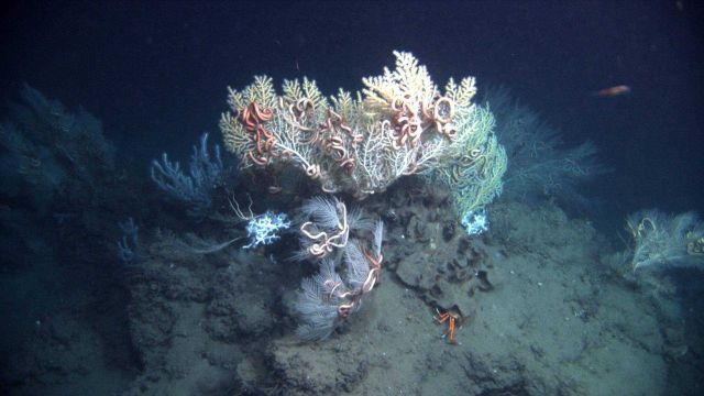 Deep sea coral. Picture