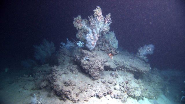 Deep sea coral. Picture