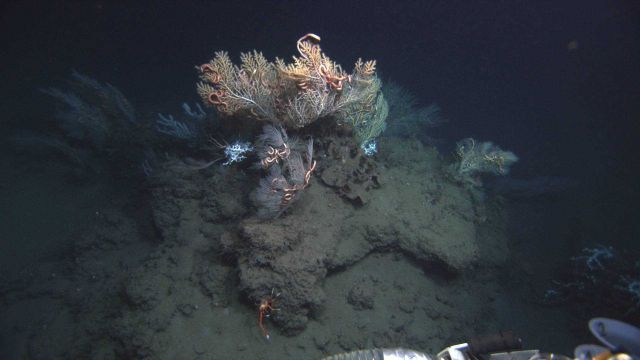 Deep sea coral. Picture