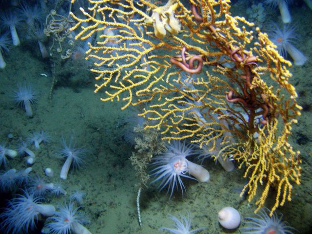 Deep sea coral. Picture
