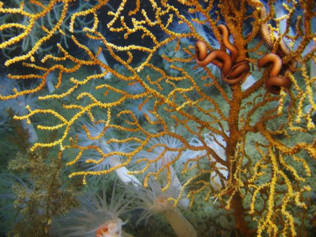 Deep sea coral. Picture