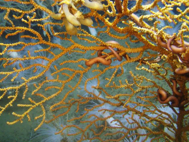 Deep sea coral. Picture