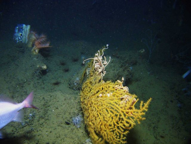 Deep sea coral. Picture
