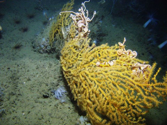 Deep sea coral. Picture