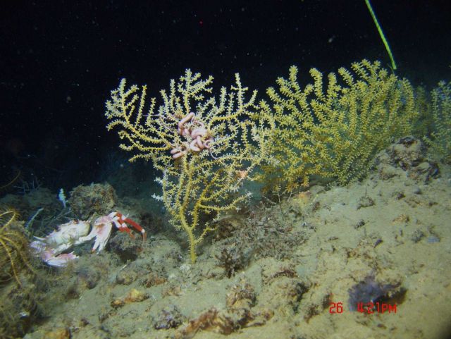 Deep sea coral. Picture