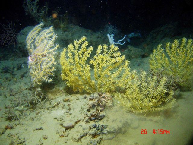 Deep sea coral. Picture
