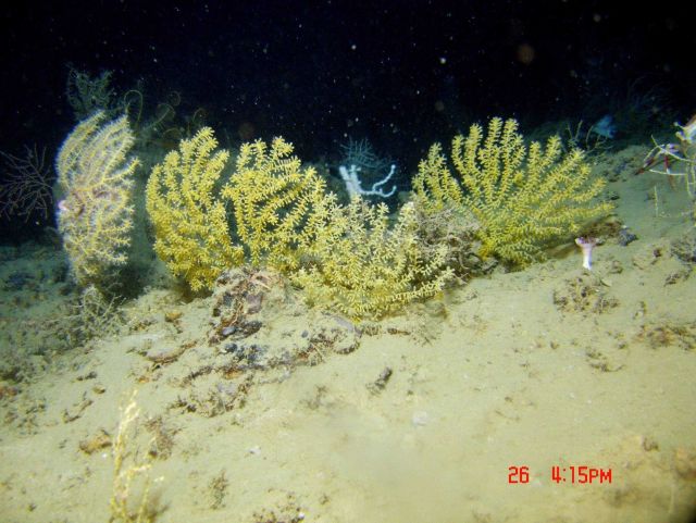 Deep sea coral. Picture