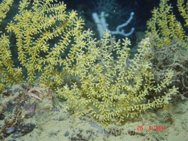 Deep sea coral. Picture