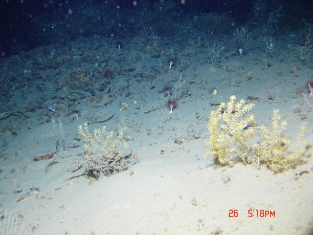 Deep sea coral. Picture