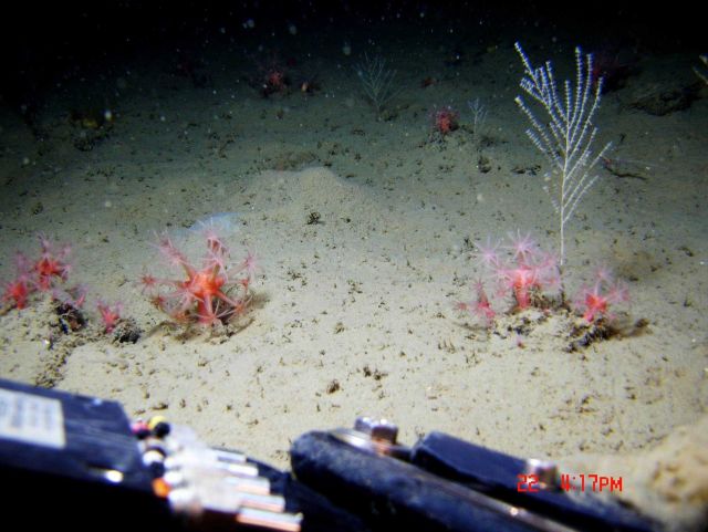 Deep sea coral Picture