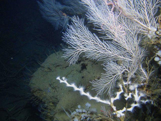 Deep sea coral Picture