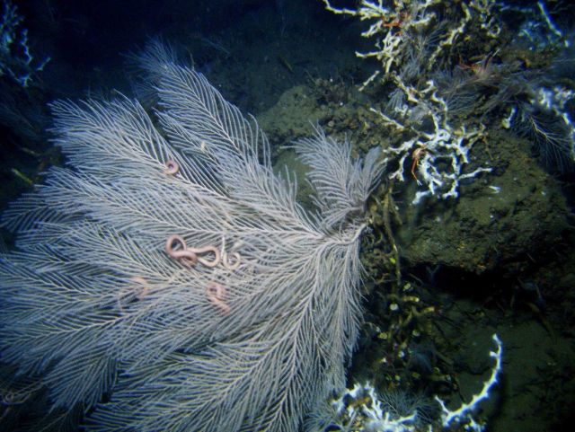 Deep sea coral Picture
