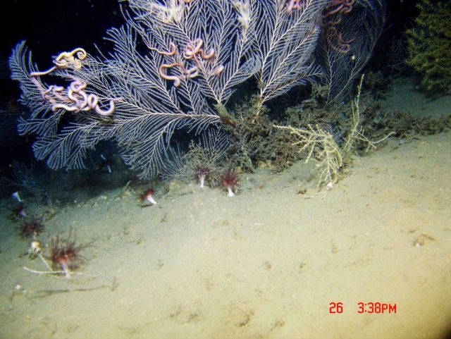Deep sea coral Picture
