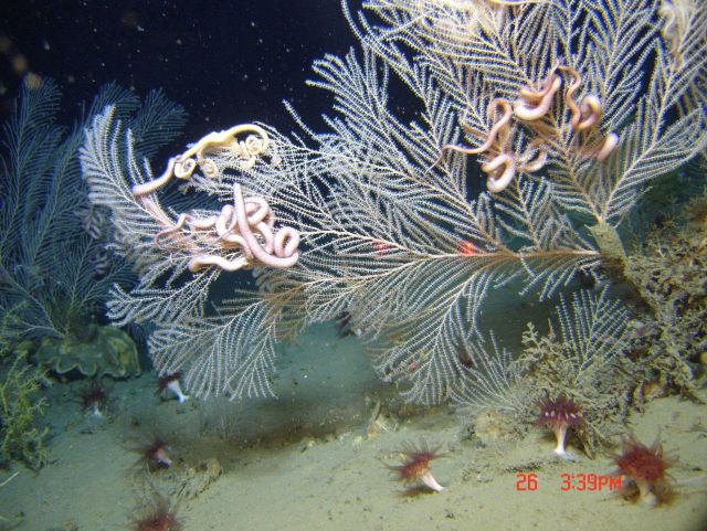 Deep sea coral Picture