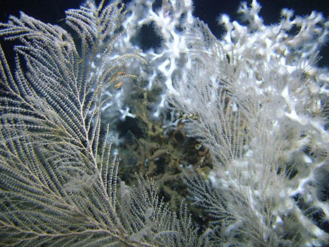 Deep sea coral Picture