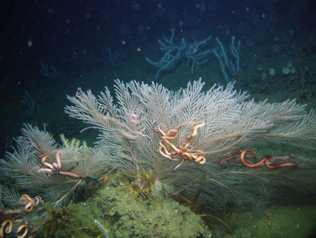 Deep sea coral Picture