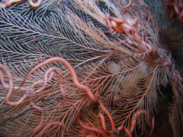 Deep sea coral Picture