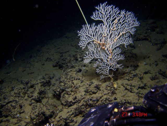Deep sea coral. Picture