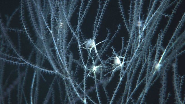 Deep sea coral. Picture