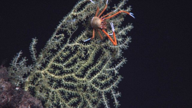 Deep sea coral. Picture