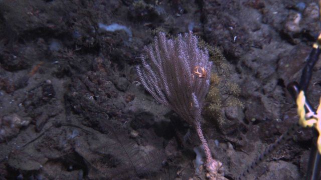 Deep sea coral. Picture