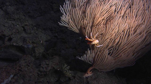Deep sea coral. Picture