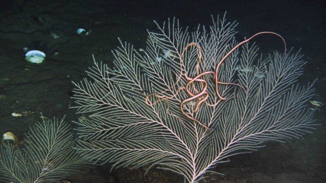 Deep sea coral Picture