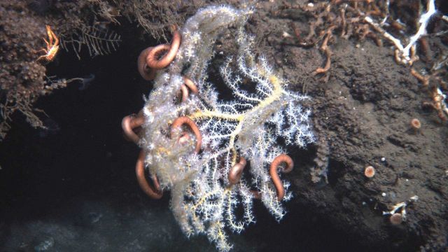 Deep sea coral. Picture