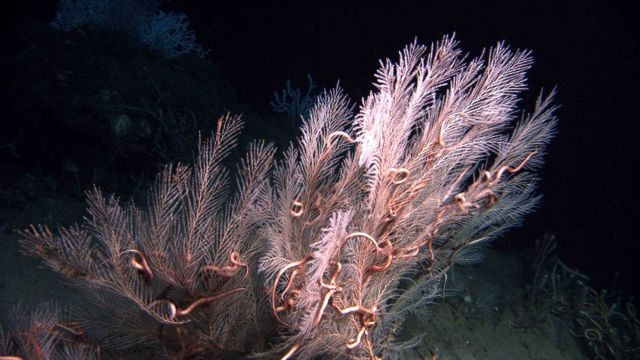 Deep sea coral Picture