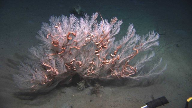 Deep sea coral Picture