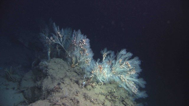 Deep sea coral Picture