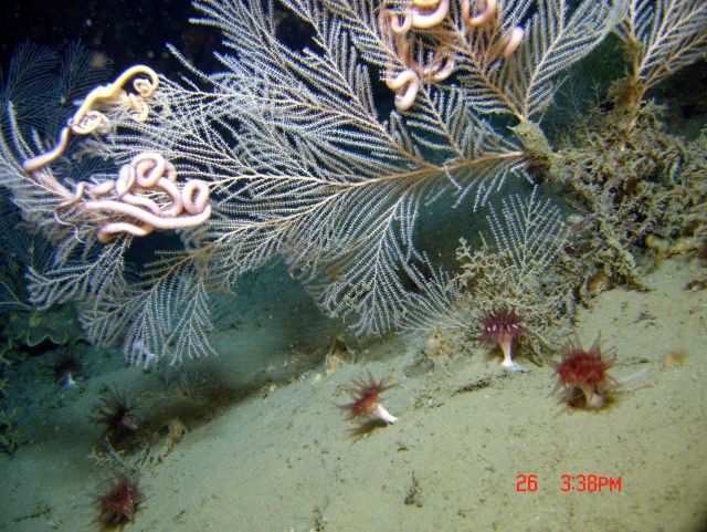 Deep sea coral Picture
