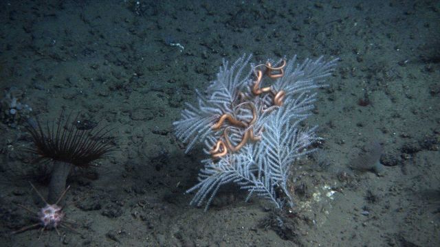 Deep sea coral. Picture