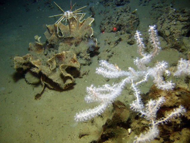 Deep sea coral. Picture