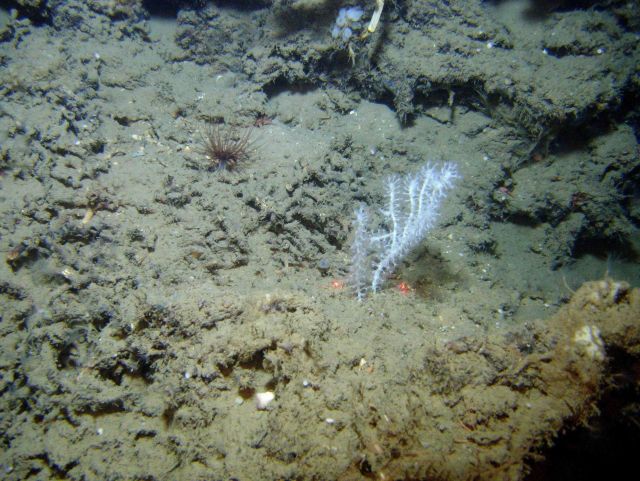 Deep sea coral. Picture