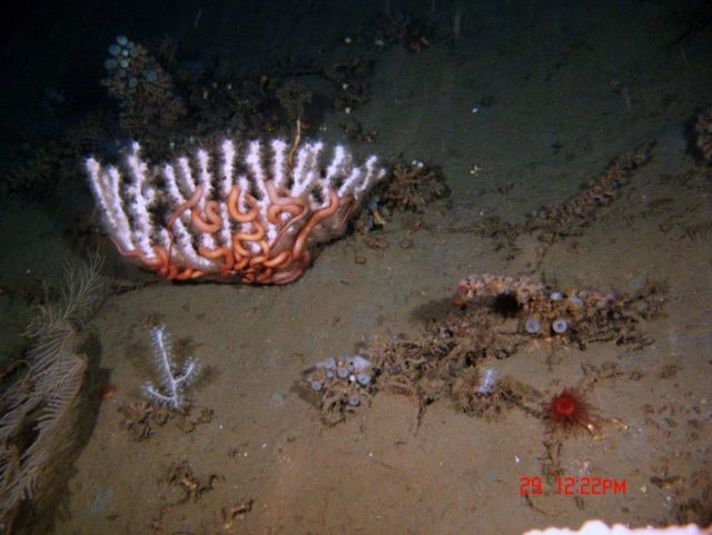 Deep sea coral. Picture