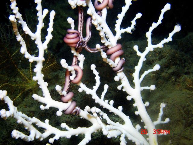 Deep sea coral. Picture